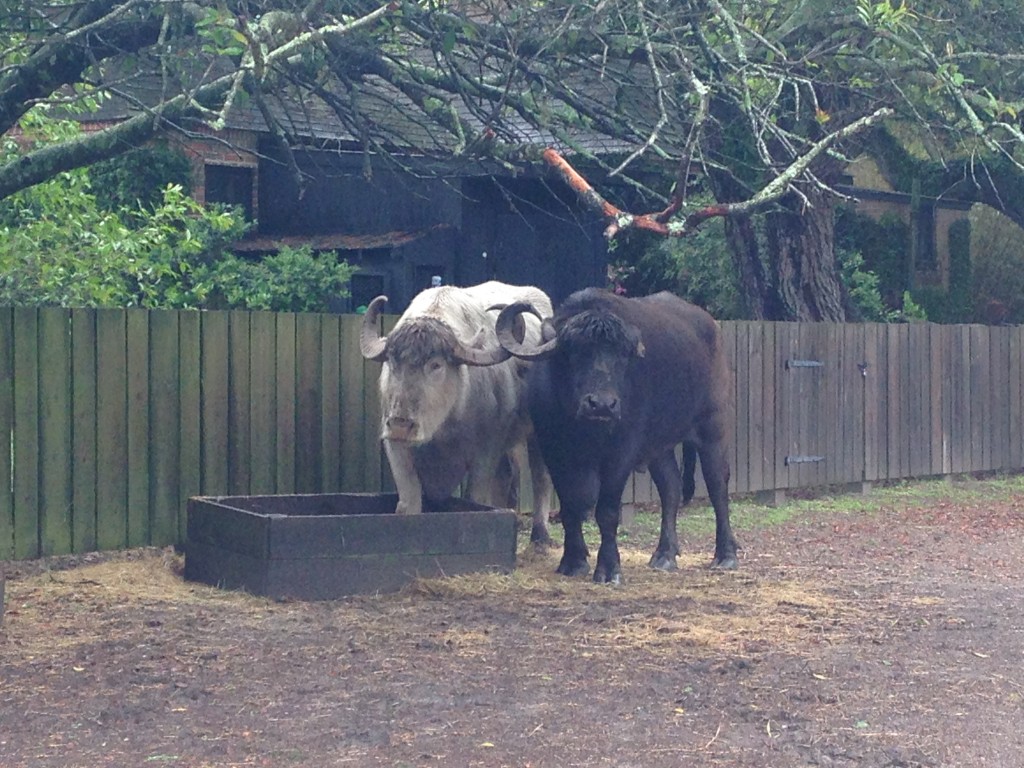 brown and white water buffalo pair drinking water and staring