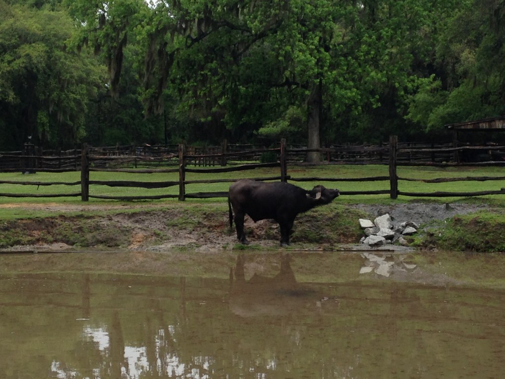 brown water buffalo standing by water looking up