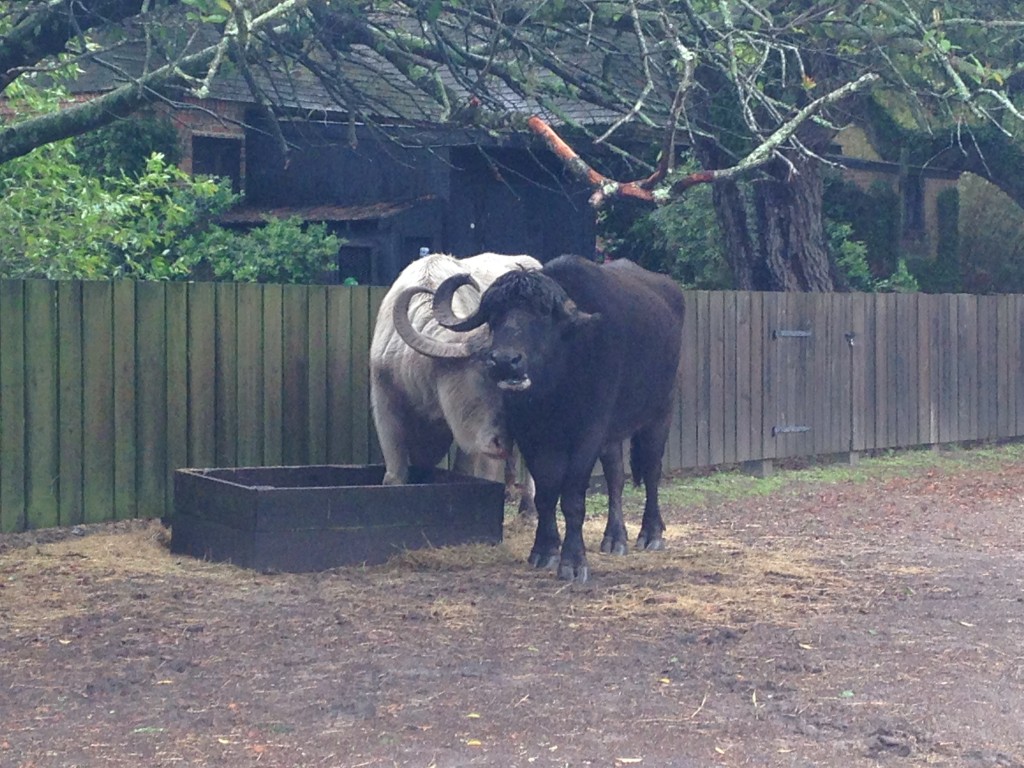 brown and white water buffalo pair nuzzling