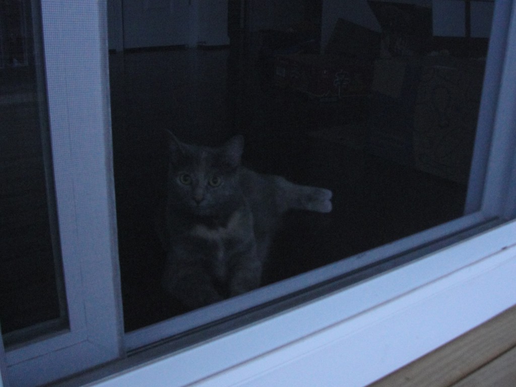 cat laying in kitchen behind screen door