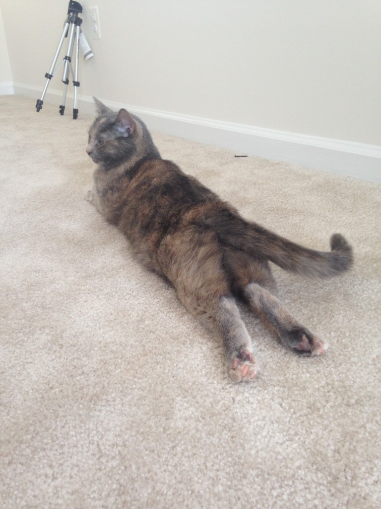 cat laying on carpet with legs stretched out straight behind her