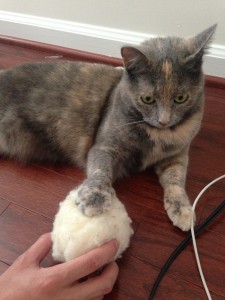cat sitting with paw on wool ball