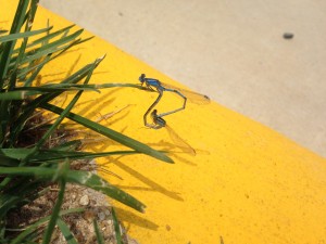 blue dragonflies mating on grass