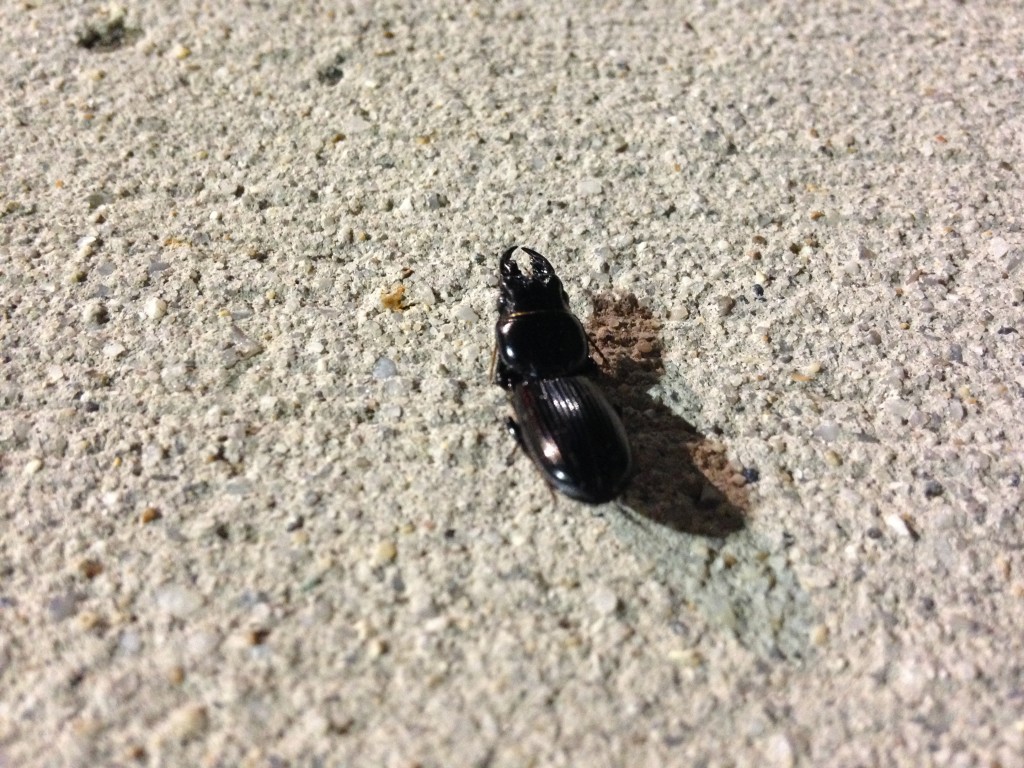 eastern bess beetle on sidewalk at night