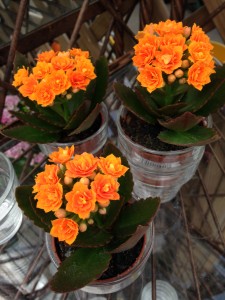succulent with orange flowers