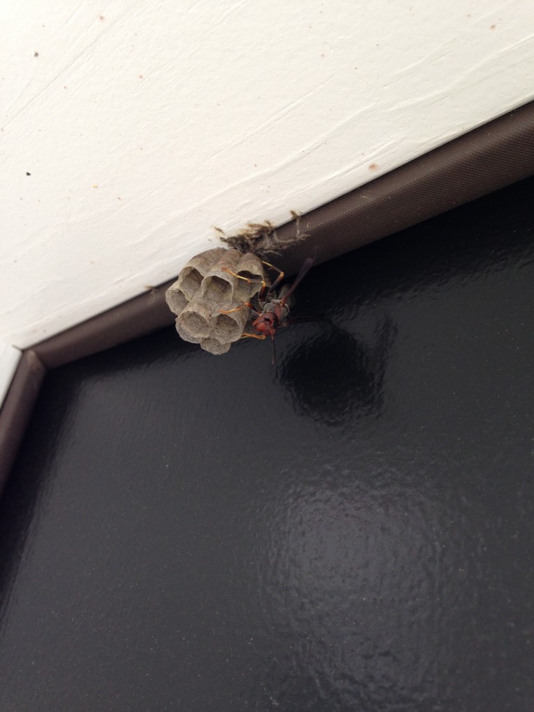black and red wasp on wasp nest in doorway