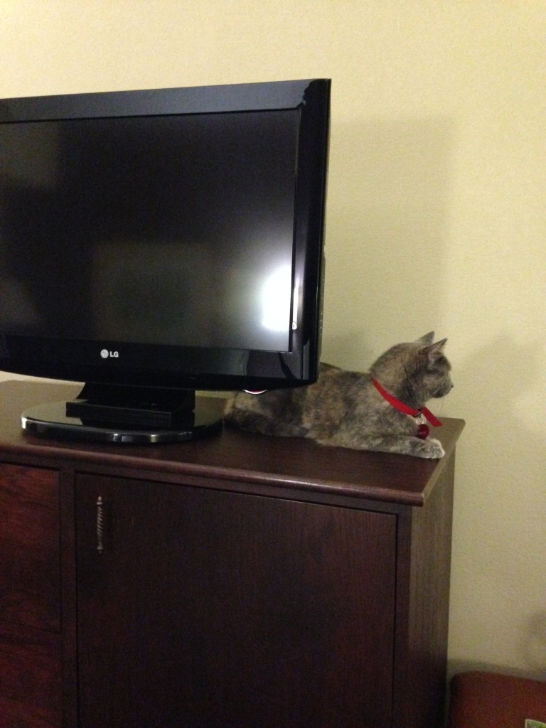 Upon arriving at the hotel, she decided this was the optimal perch.