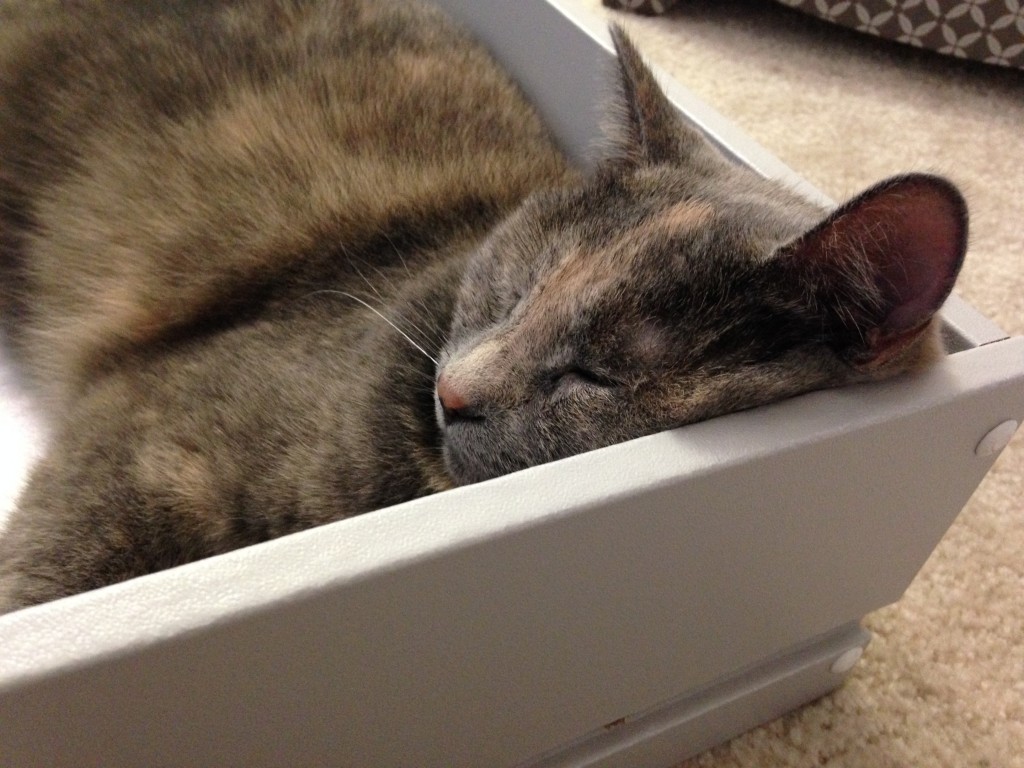 cat sleeping in corner of drawer with face squished