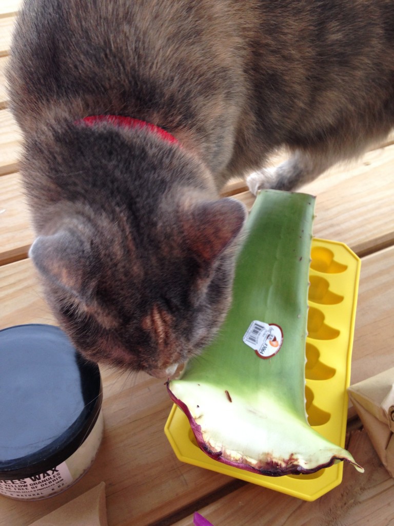 cat sniffing aloe included in homegrown collective june 2014 box with summertime & the livin's easy theme