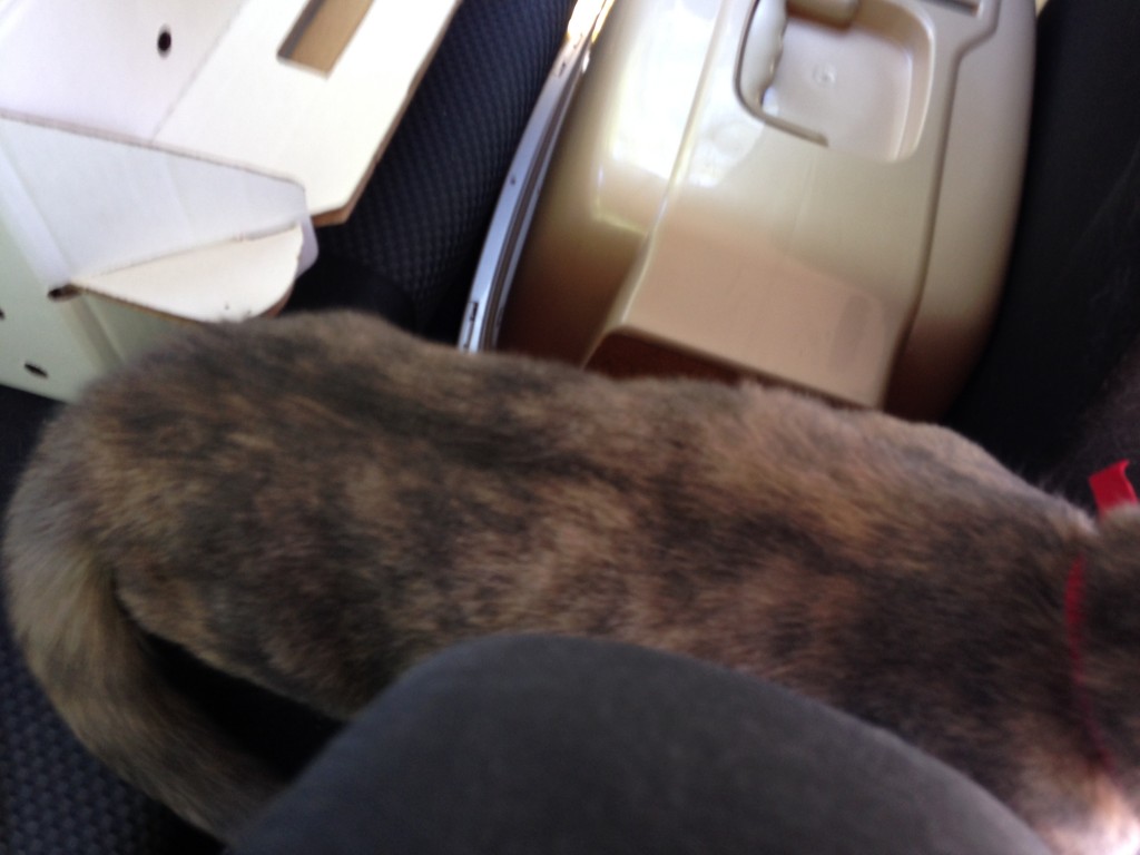 She really loved having her paws on the center console and her feet on the back seat... leaving her belly to hang.