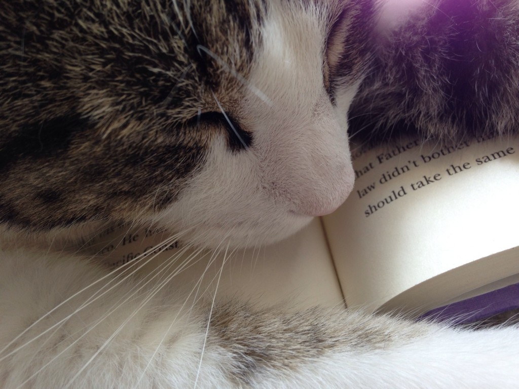 cat napping on top of open book