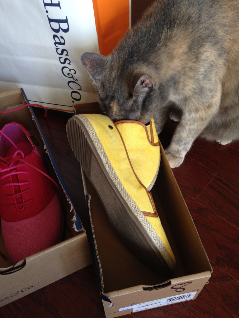 cat sticking face into new shoes enjoying the smell