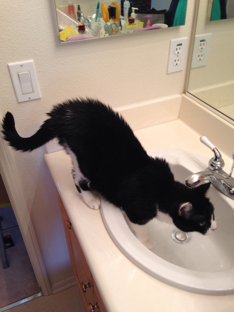 cat standing with front paws in sink and back up on counter