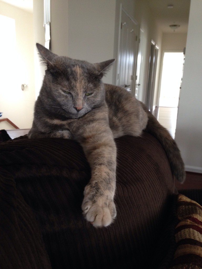 cat sitting on sofa with one paw outstretched