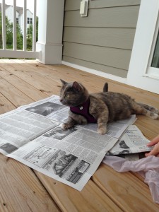 cat laying on newspaper on porch