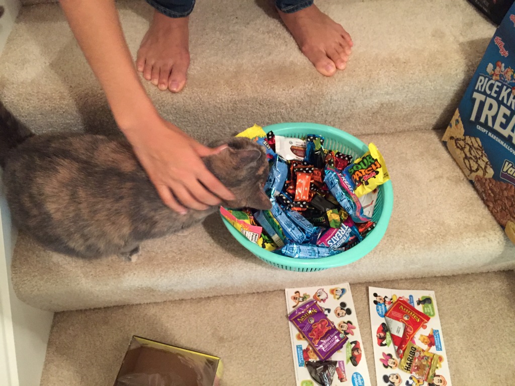 cat chewing on bag of candy in basket of halloween candy