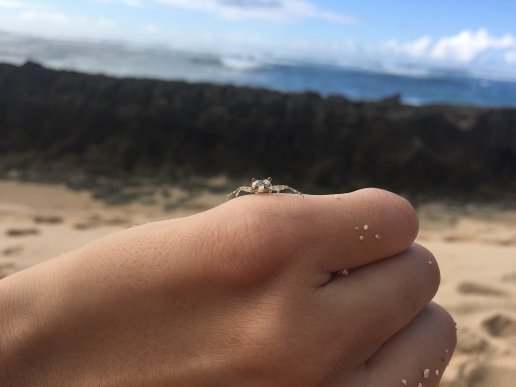 baby crab sitting on hand with ocean in background