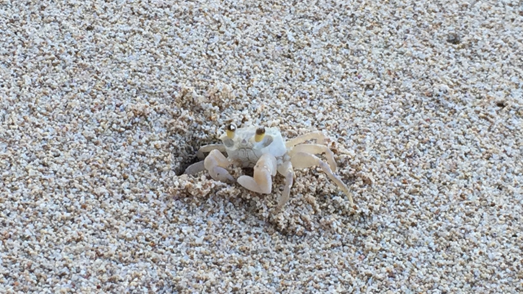 ghost crab in hawaii sitting at entrance of tunnel in sand