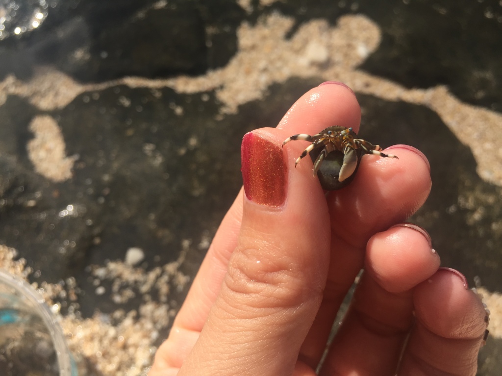 hermit crab staring at person holding it in fingers
