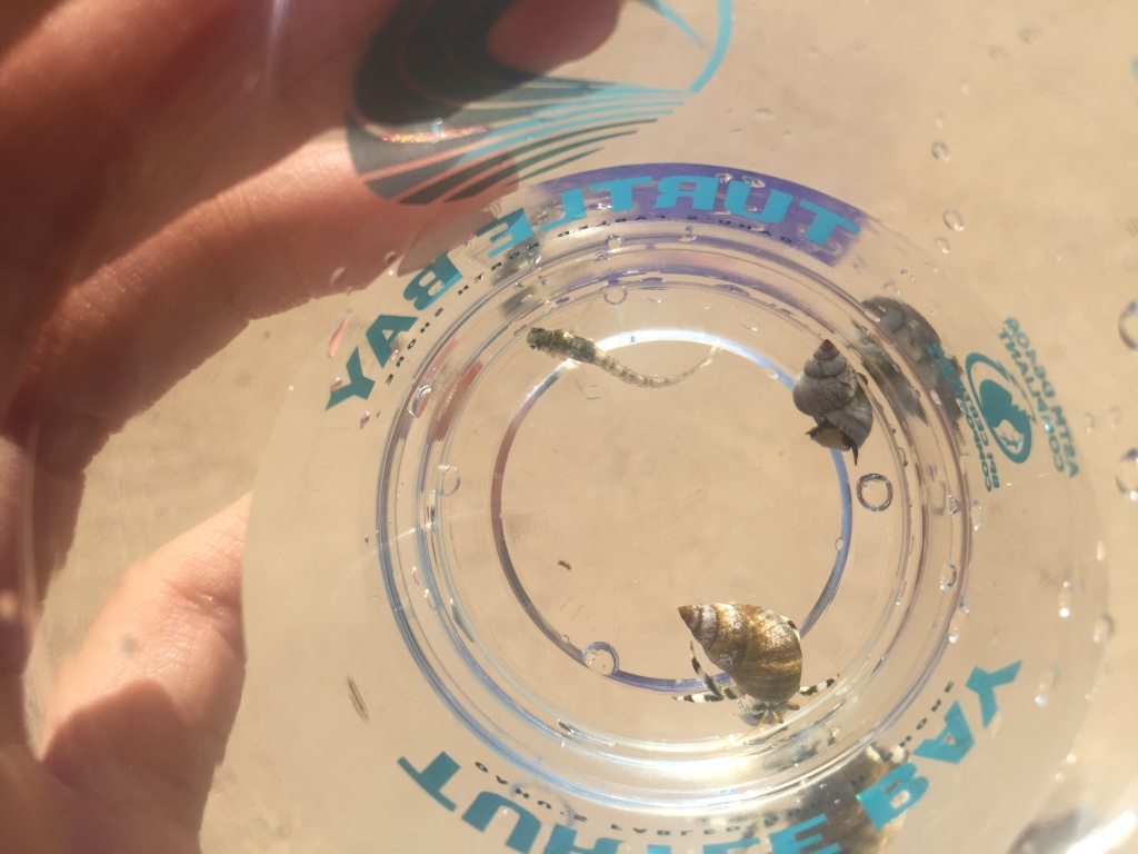clear plastic cup with a fish, hermit crab, and sea snail