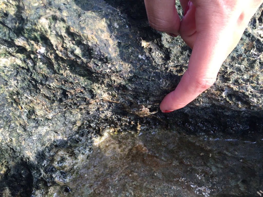 crab hiding against rock and person pointing finger near it