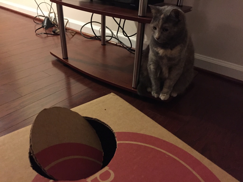 circular hole cut into side of cardboard box and cat staring at it