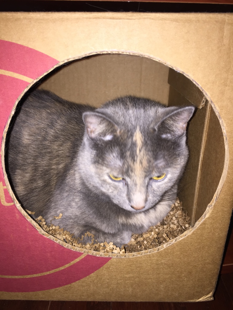 cat sitting in cardboard box with hole cut into side