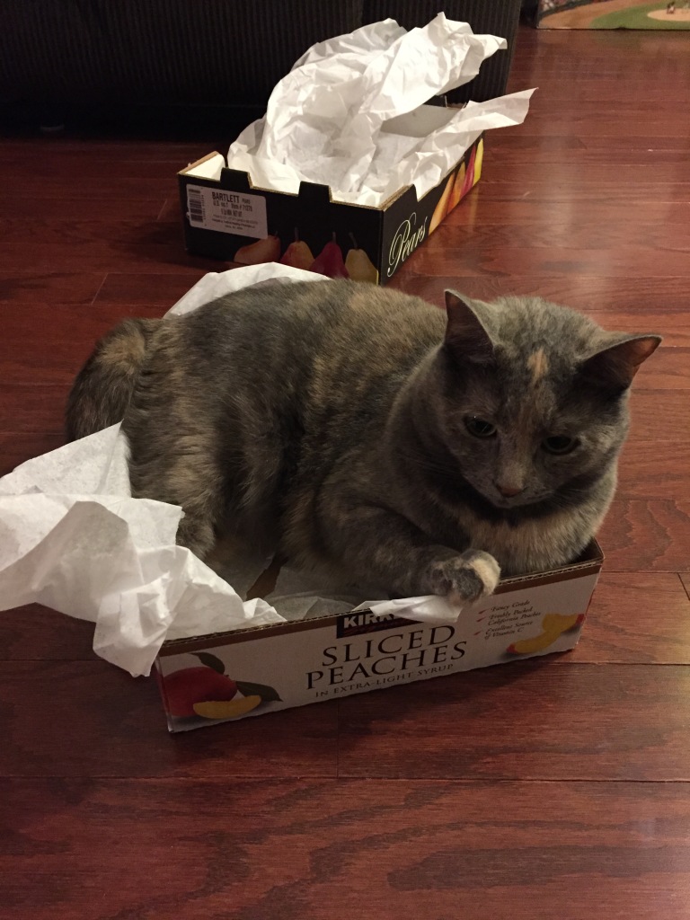 cat sitting in cardboard box with white tissue paper padding
