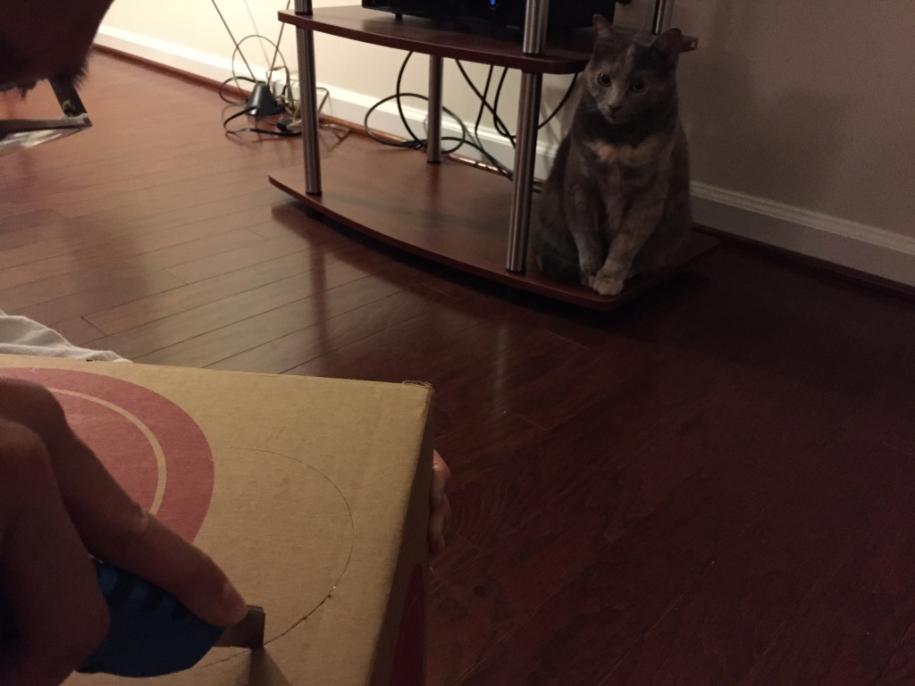 cat sitting watching cardboard box being cut