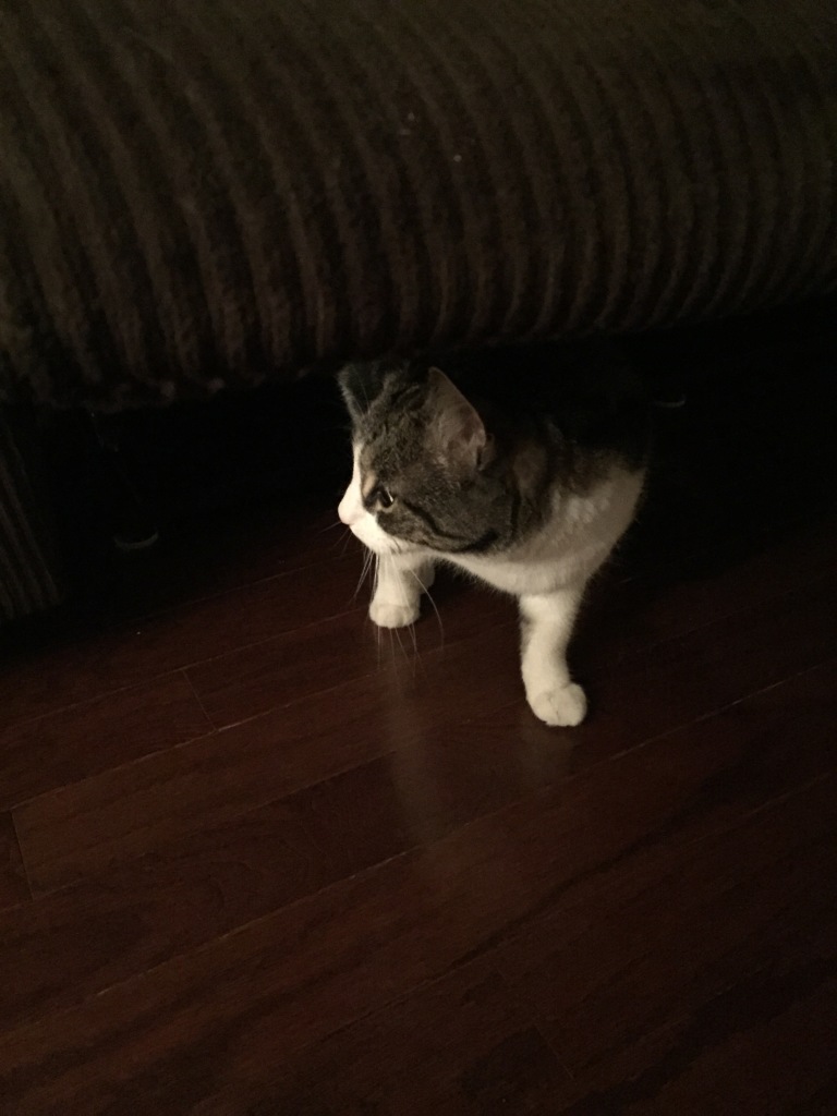 Missy hid under the couch a bit and only emerged with coaxing.