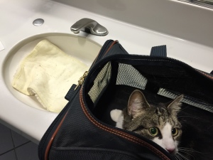 cat in carrier by sink with mat being washed