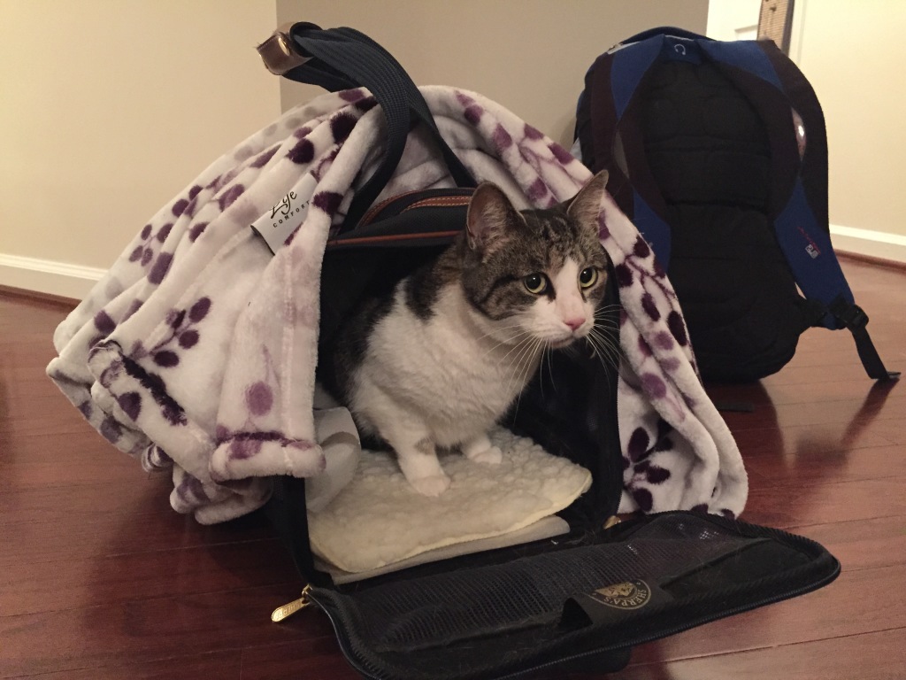 cat exiting carrier after plane ride