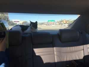 cat sitting in back window of car driving on freeway