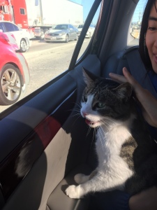 cat sitting on person meowing and looking out window of back seat of car