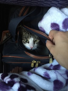 cat face peeking out of carrier on plane