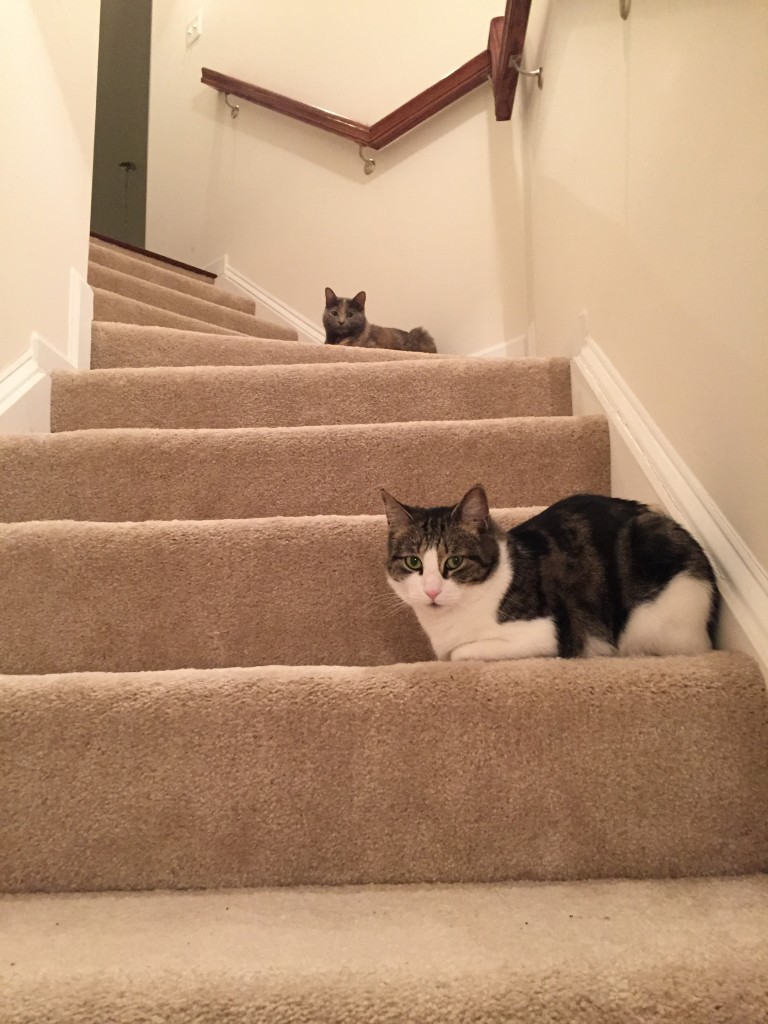 two cats sitting on stairs watching caulking project