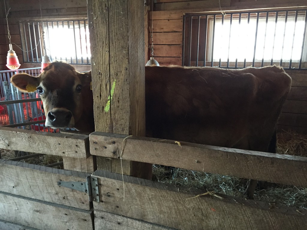 brown cow staring from inside stall in barn