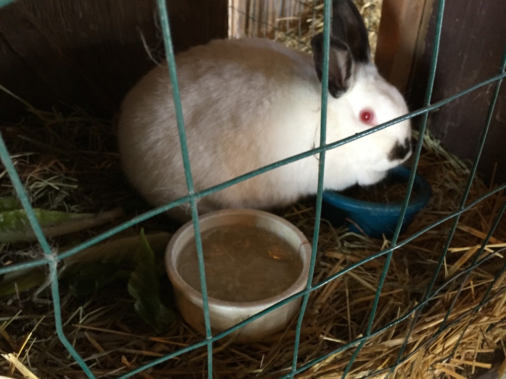 white rabbit with black accents in cage with frozen bowl of water