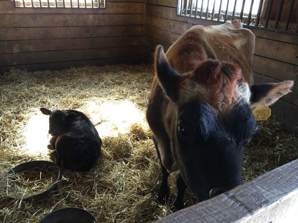 cow mom and baby calf in stall of barn