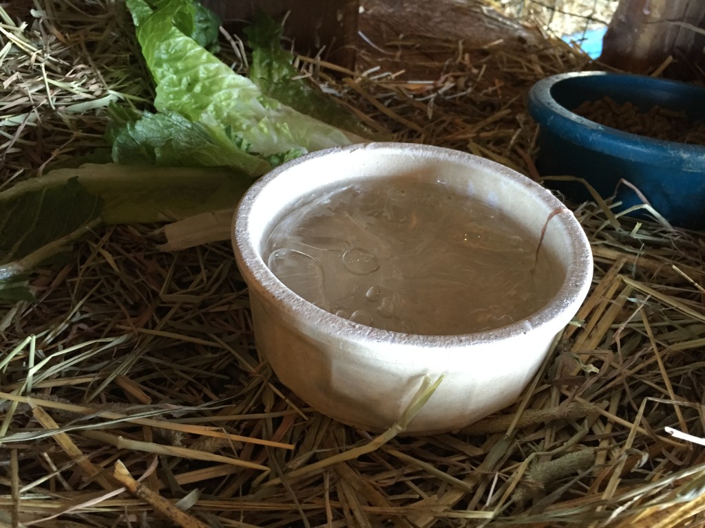 frozen bowl of drinking water for rabbit