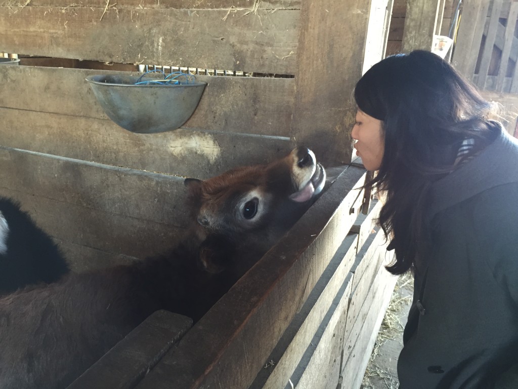 pretending to kiss cow sticking its tongue out