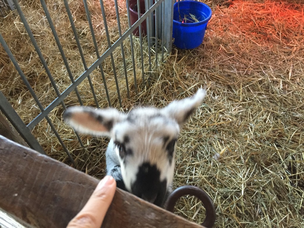 baby lamb sticking head out to be pet