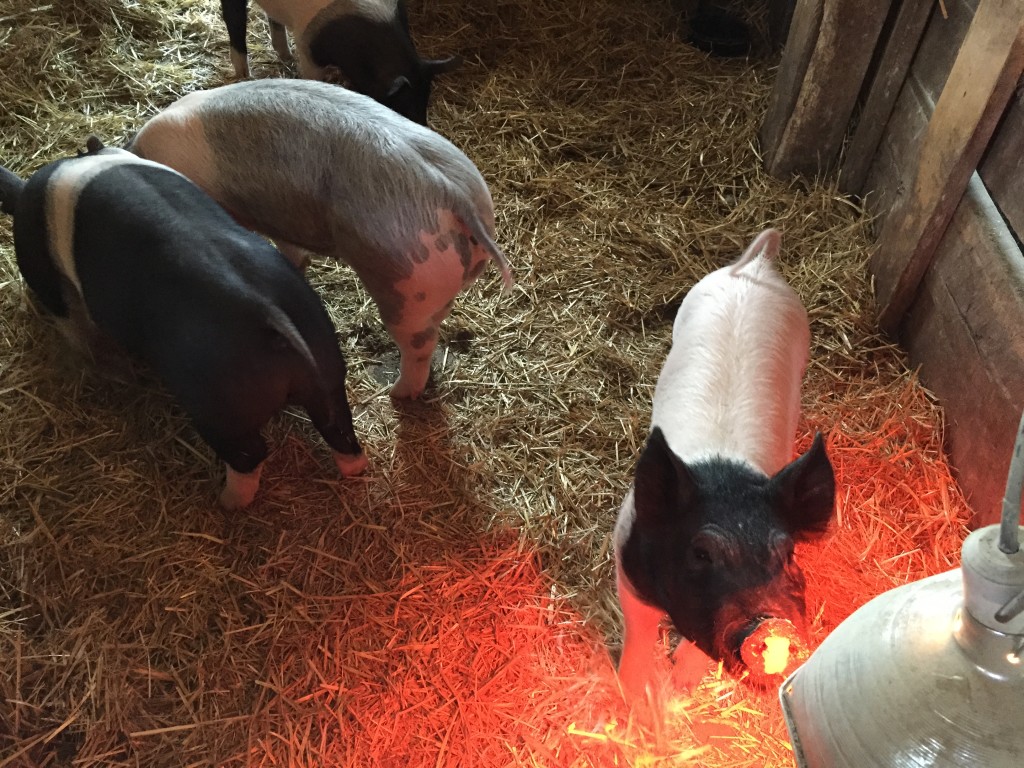three pigs in stall with hay and heat lamp for winter cold