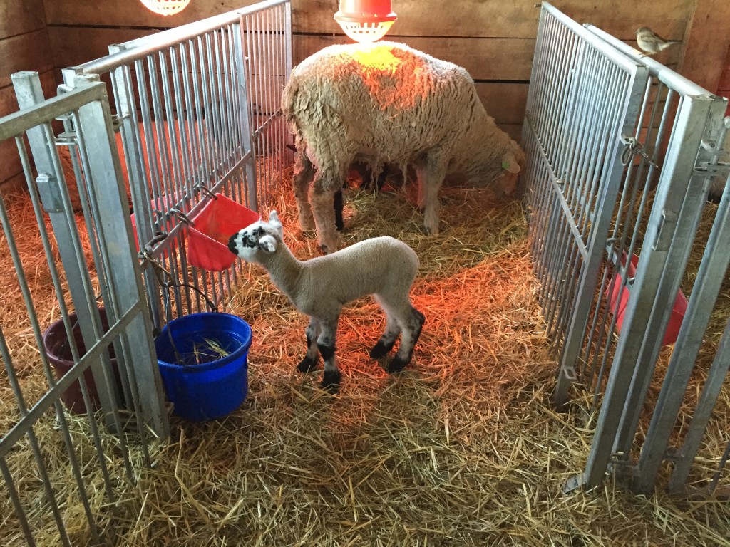 sheep mama with baby lambs in stall inside barn
