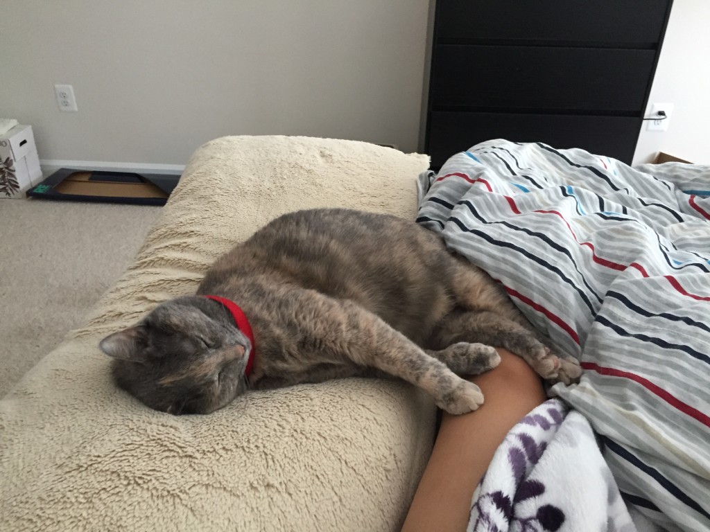 smokey cat sleeping on body pillow with red collar on