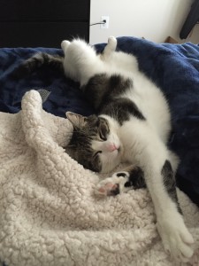 cat sleeping on bed with body twisted in strange position