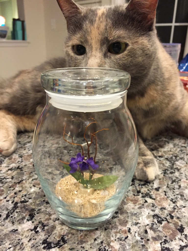 cat sniffing glass jar with sand and fake plant