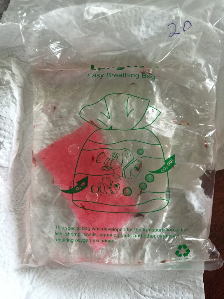 plastic bag with twenty-plus hawaiian red shrimp