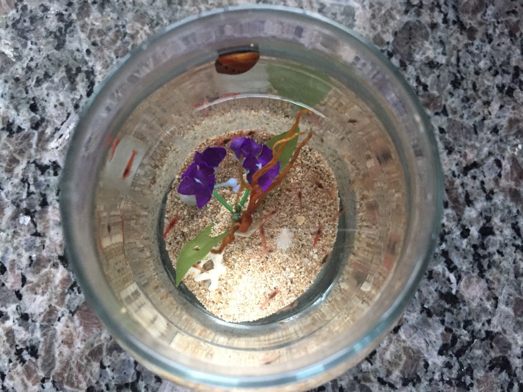 over two dozen hawaiian red shrimp in jar with nerite snail