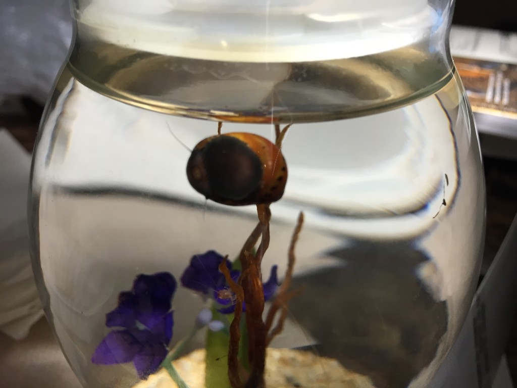 nerite snail eating in glass jar